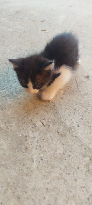Donez pisici in adoptie