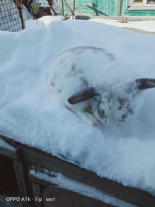 Продам крол и кролиха