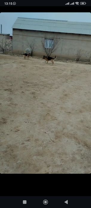 Продаётся немецкая овчарка Мальчик