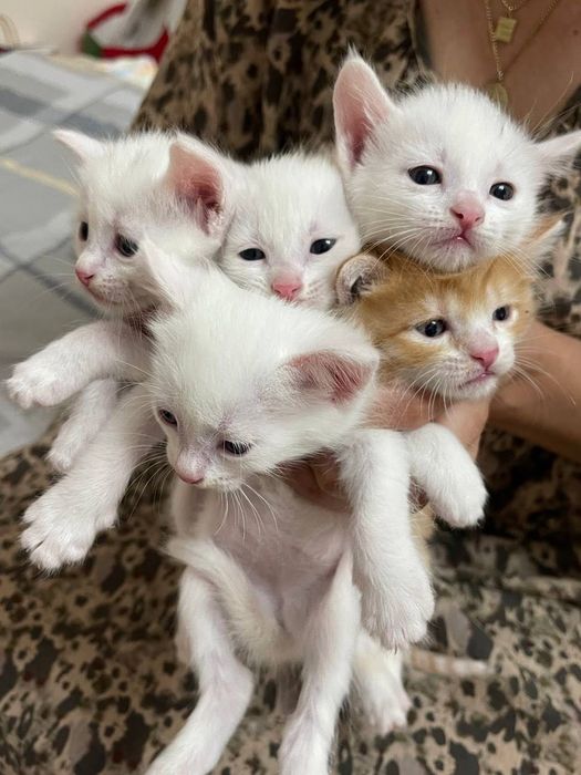 Котята в добрые руки