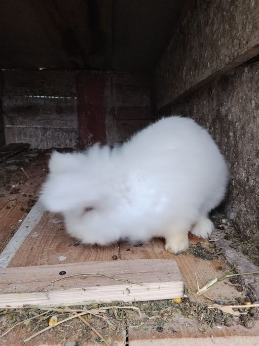 Vând iepuri cap de leu Prahova