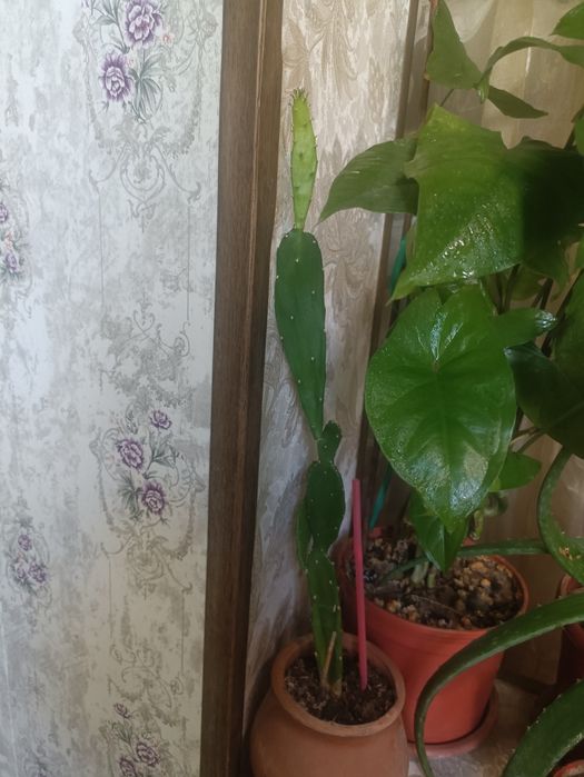 Продам цветы в горшках,за один 30000 сум