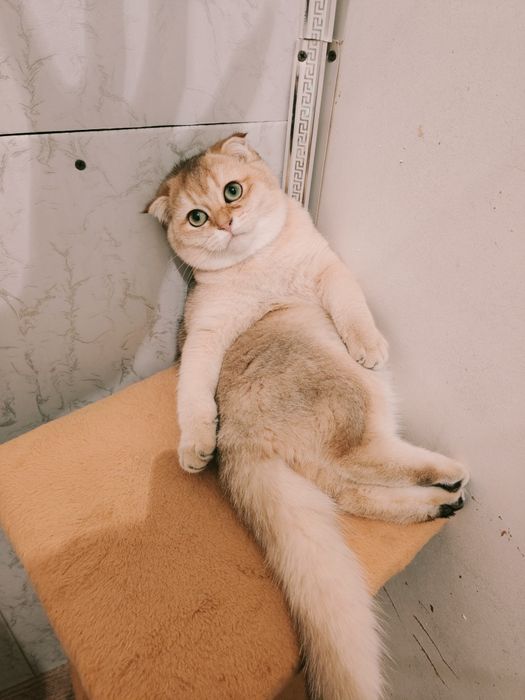 Шиншилла Скоттиш Фолд