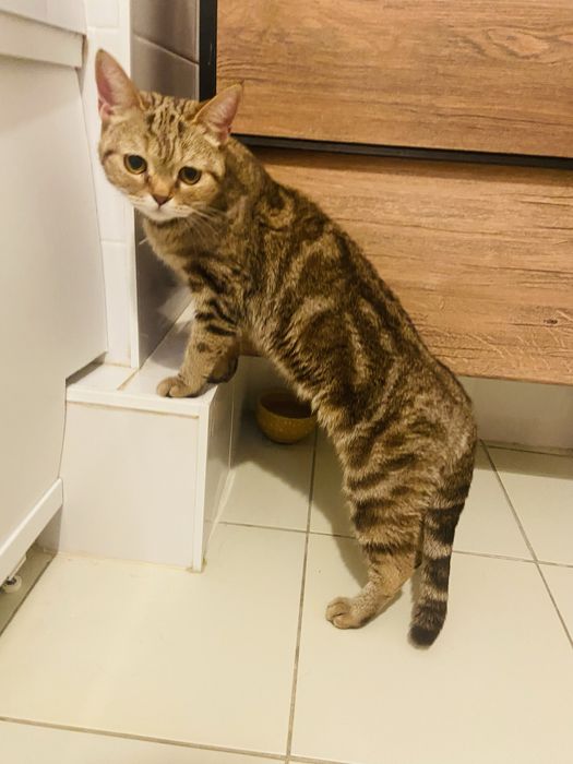 Кошечка ищет дом