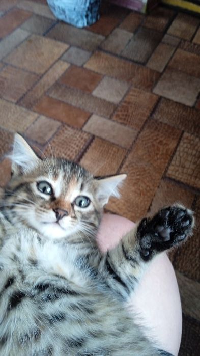 Отдам в хорошие руки котят
