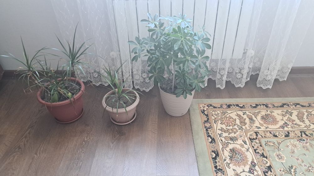 Продам цветы домашние цены от  500