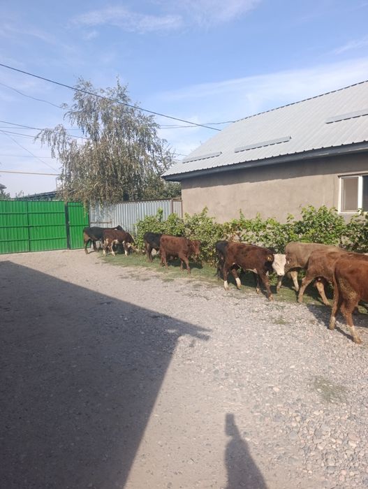 Продаются бычки подсосы