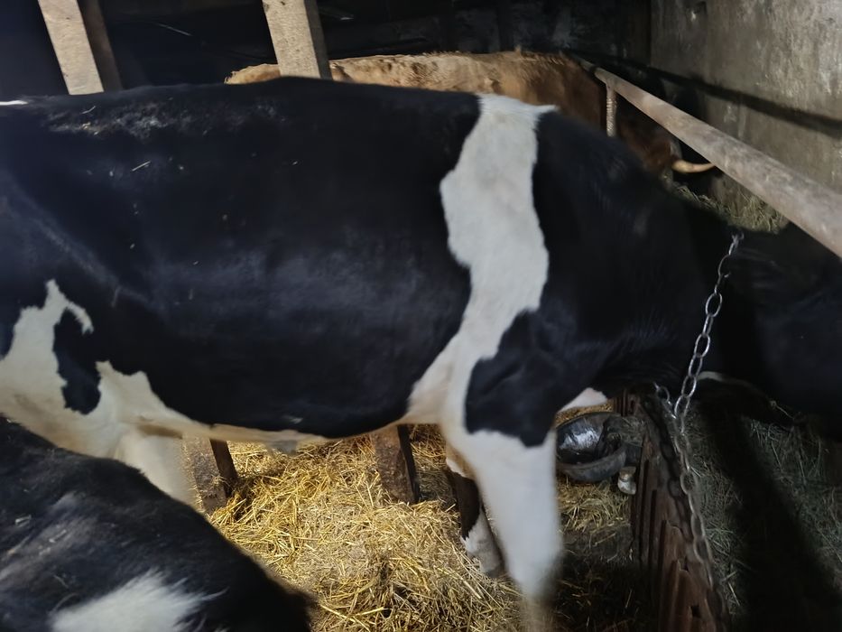 Продам племенных тёлок