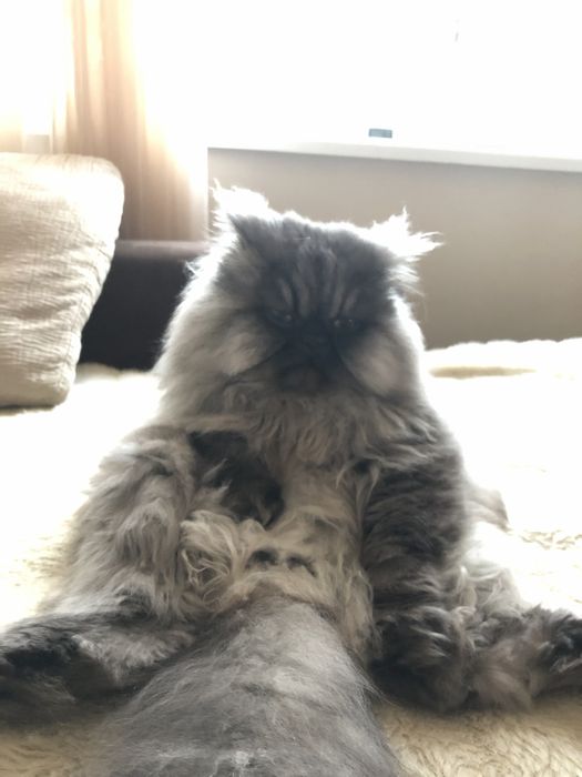 Котка