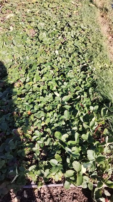 Vând stoloni căpșuni