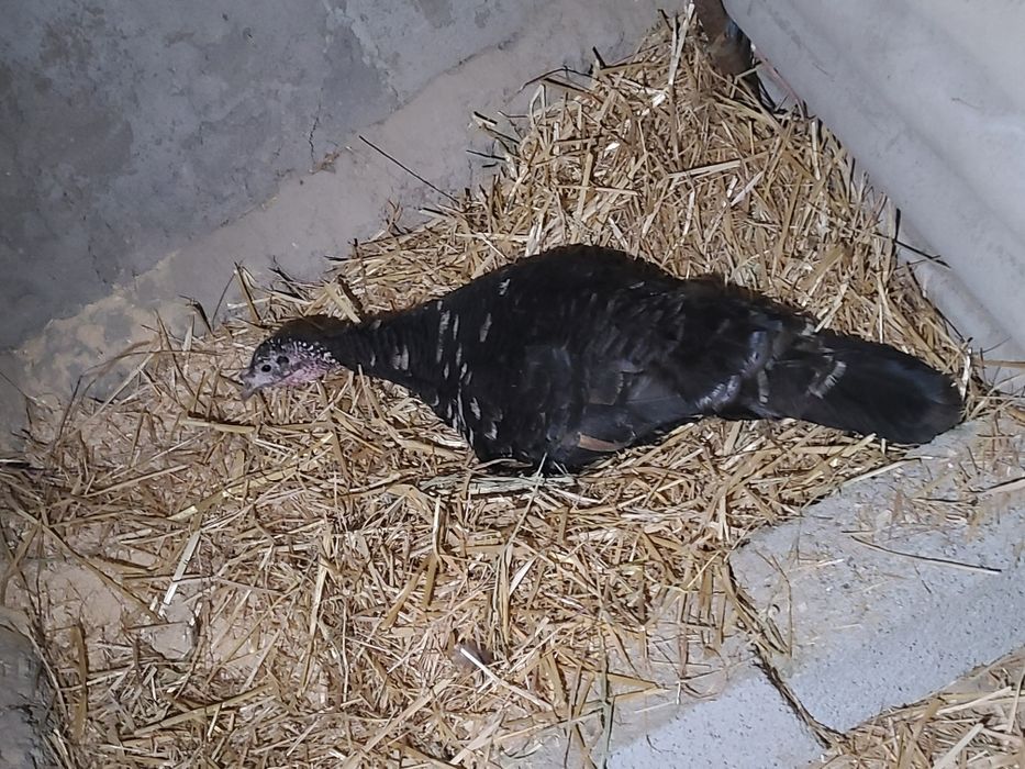 Kurk kurka bor sifat