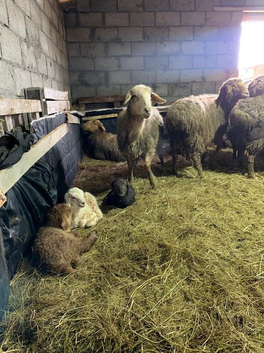 Продажа сельхоз животных