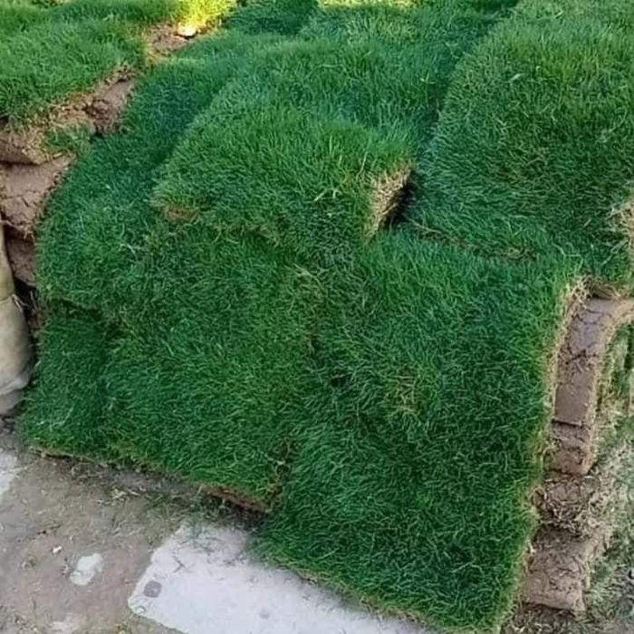 Газон дайын жерге койылады