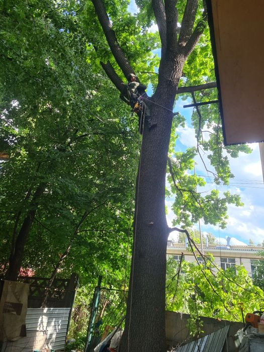 Спил деревьев обрезка плодовых