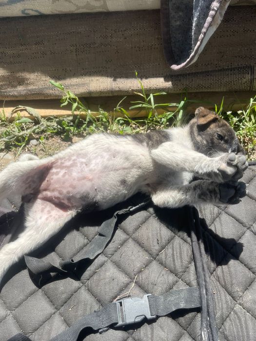 Девочка. 1,5-2 месяца.