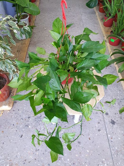 Stendapsus Стендапсус