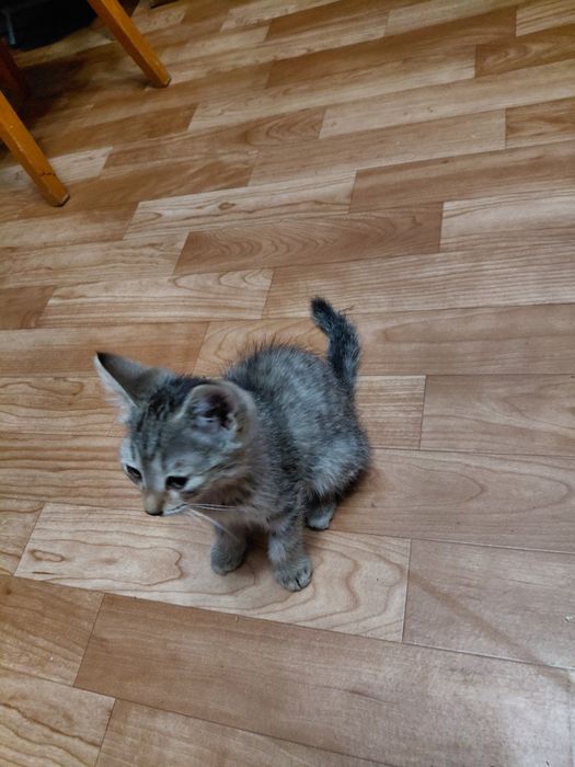 Отдам даром  котят.