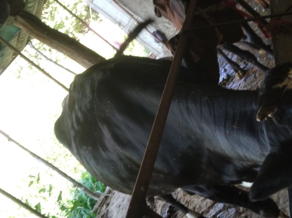 Buqa sotiladi  kelishilgan narxga