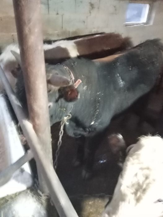 Продам бычков находится в Кайназаре