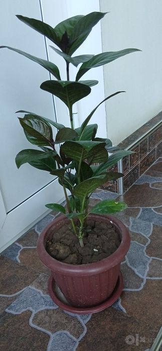 Xonaki Uyda ustirilgan gullar
