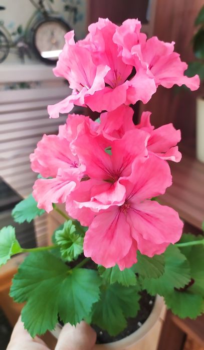 Пеларгония королевская сортовая