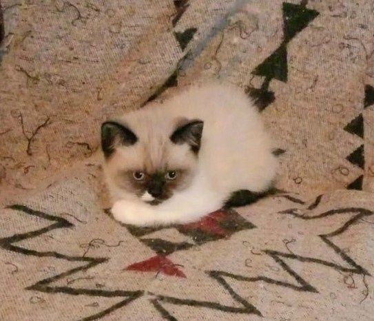 Котета Британска късокосместа