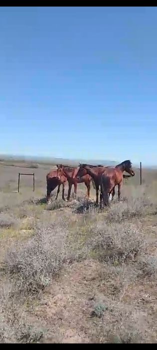 Жылкы 2 жасарлар сатылады