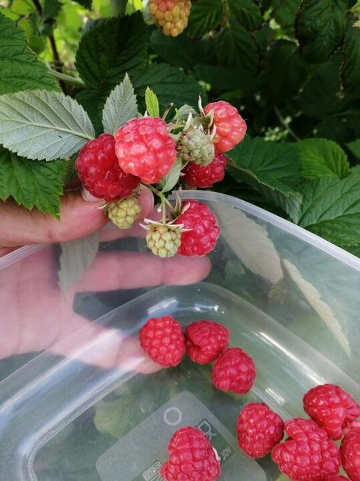 Продам малину с доставкой
