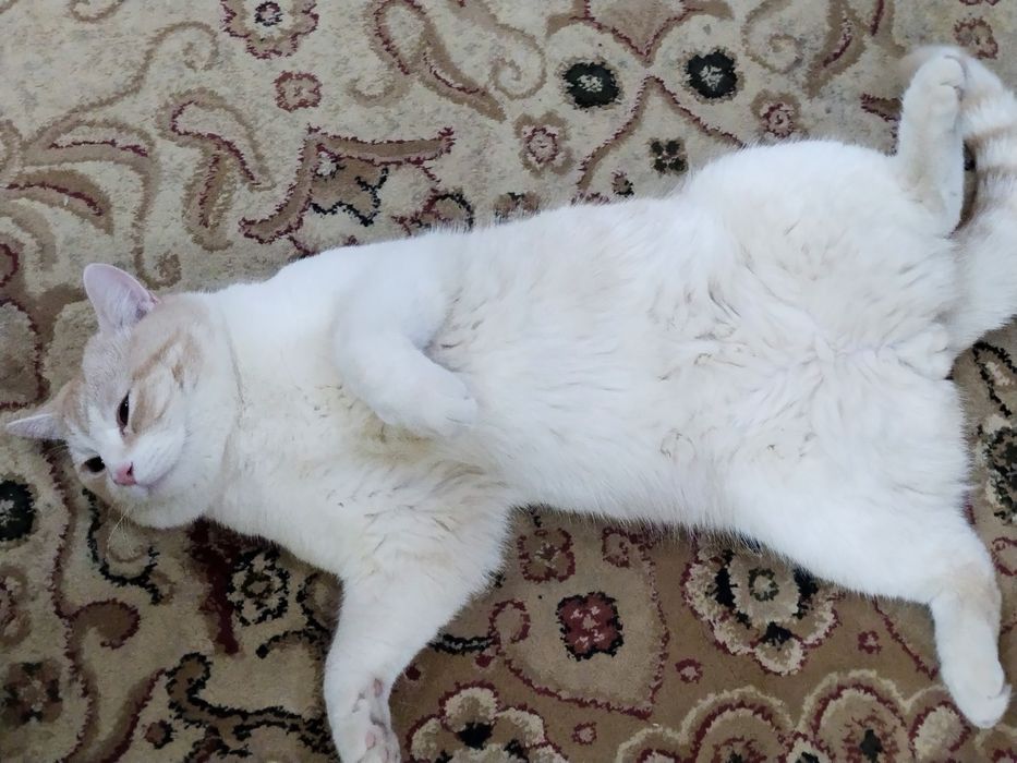 Мушук сотилади уй мушуги