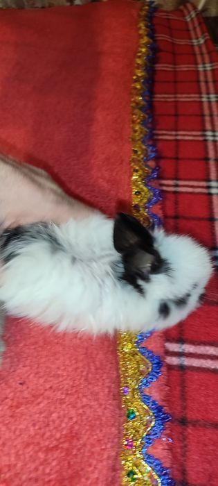 Кролики продаются