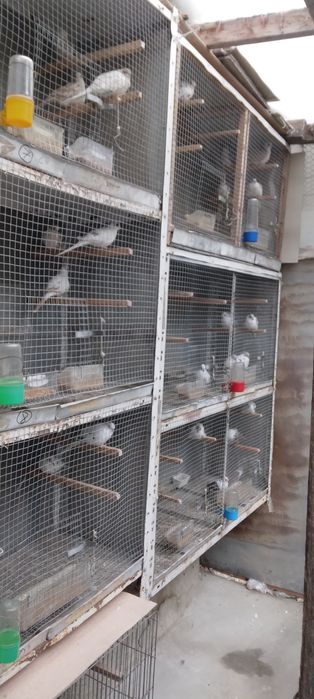 Диамантени гугутки