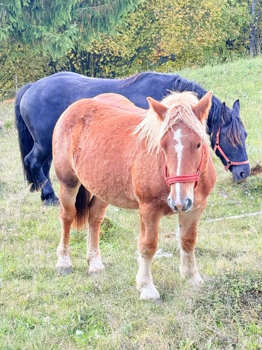 Minza ardeneza de vinzare de 1 an