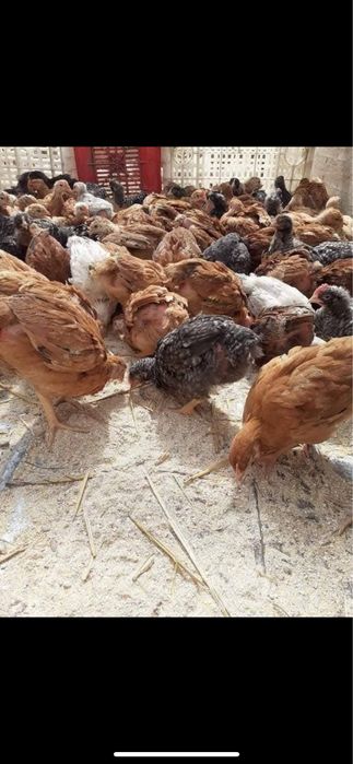 Vând pui alb de carne si rosu/porumbac rasa mixta