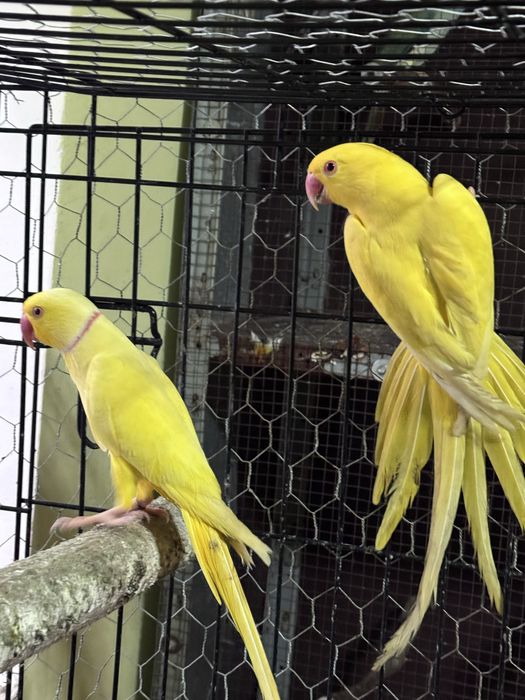 Pereche micul alexandru lutino