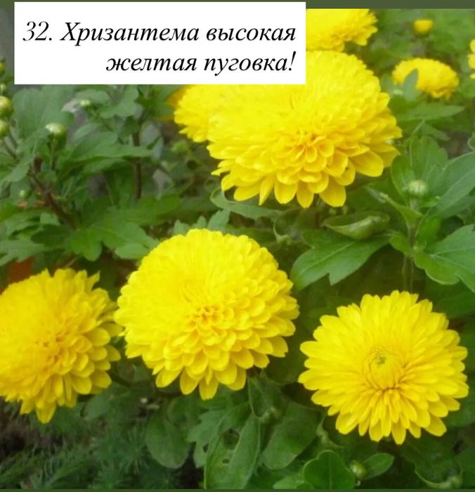 Продам хризантему мультифлору