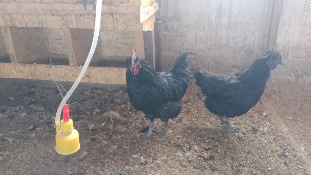 Қара тауық таза қан