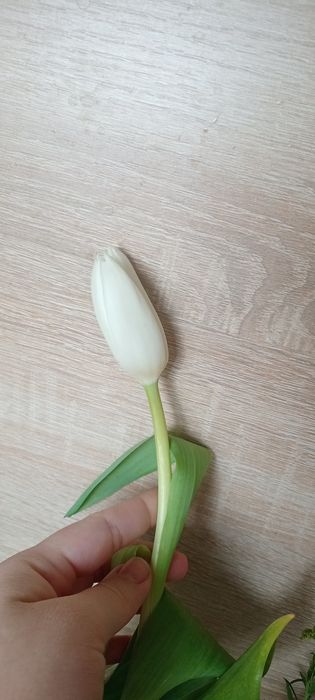 Тюльпаны букет и отдельно