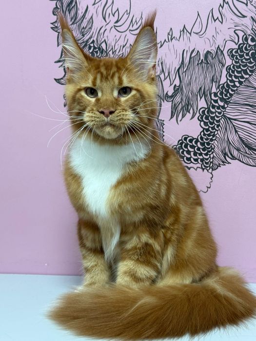 Котята породы Мейн-кун