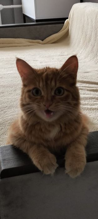 Пристраивается котик 6 мес