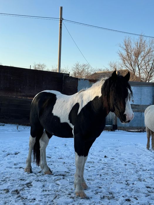 Продам или оббменн ЖЕРЕБЕЦ