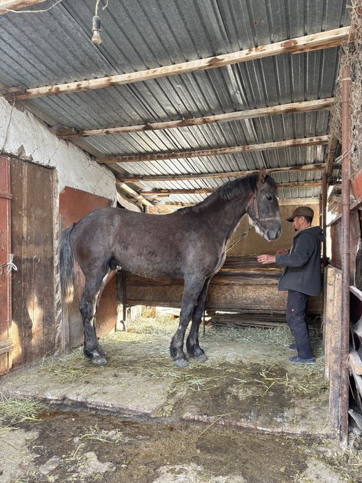 Продам жеребца/ айғыр