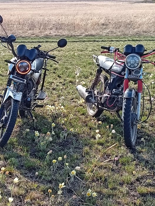 Альфа рейсер 110с