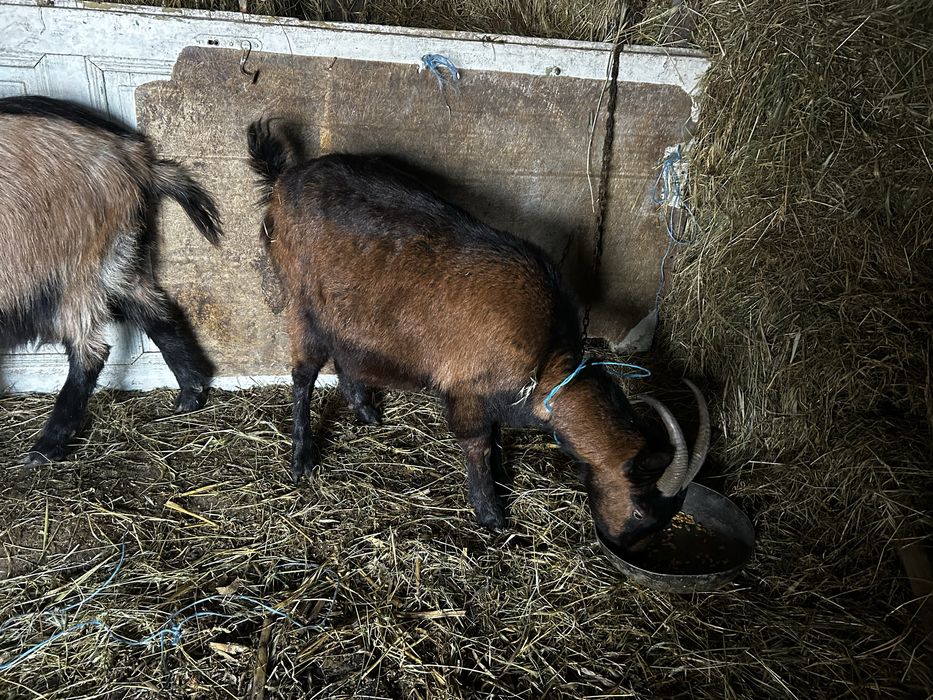 De vânzare Pereche Alpin Francez