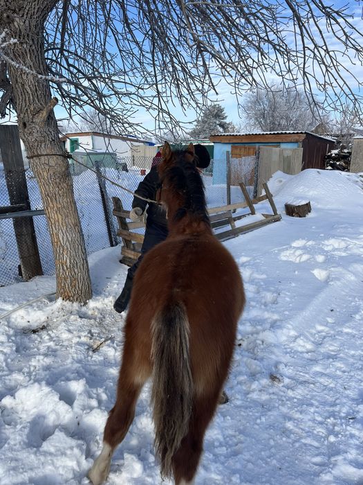 Еркек жабағы сатылады