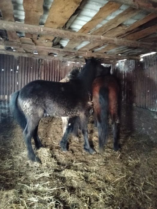 тай 1.8 с откорма 4 головы