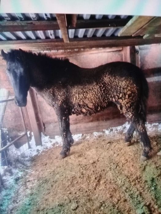 продам откормленный тай находится в Кокшетау