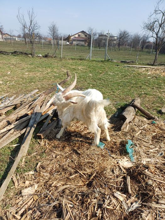 Vând țap sannen  de 1,5 ani și alții  2 din primăvară aceasta .Vând și 2 ieduțe  din primăvară.
