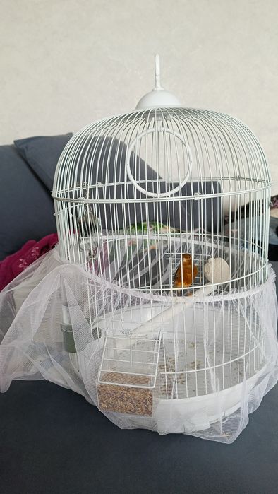 Канарейка поющий самец