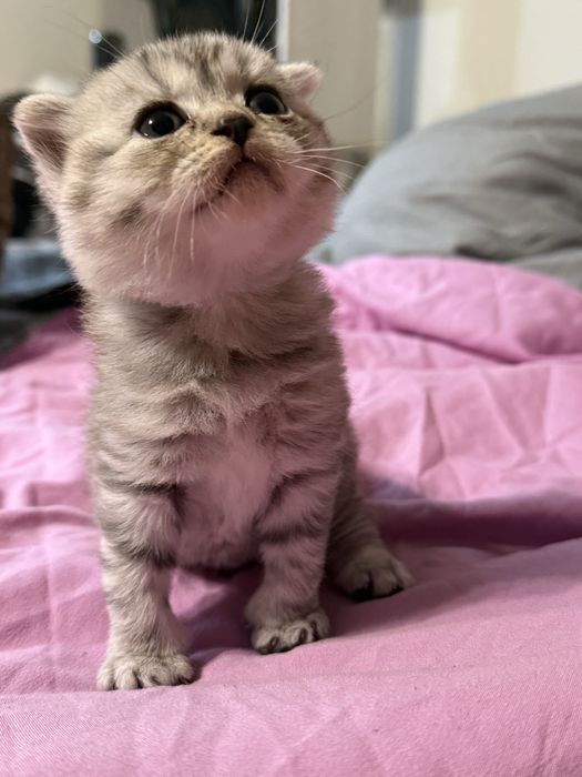 Шотландская кошечка