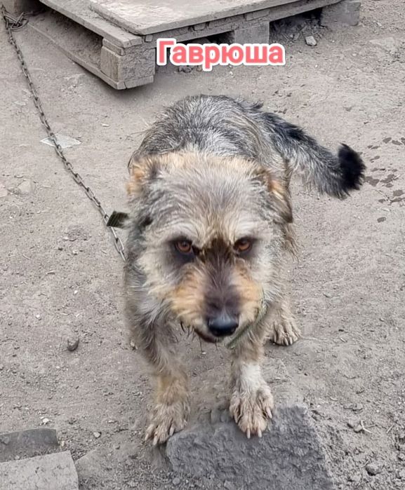 Дарю в добрые и ответственные руки